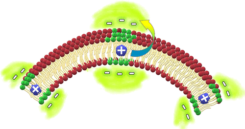 Trans-membrane sensing by S. Pritzl et al.