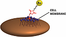 Nano Letters: Immobilization of Gold Nanoparticles on Living Cell Membranes upon Controlled Lipid Binding