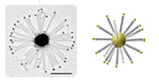 Hierarchical assembly of Planet-satellites structure